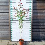 Okrasná jabloň (Malus) ´COCCINELLA´ - výška 140-170 cm, kont. C5L